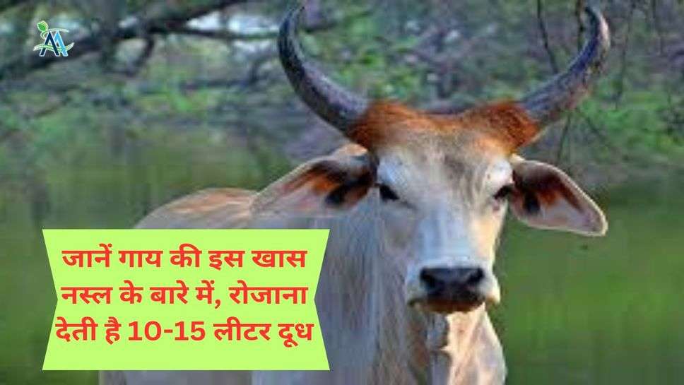 जानें गाय की इस खास नस्ल के बारे में, रोजाना देती है 10-15 लीटर दूध