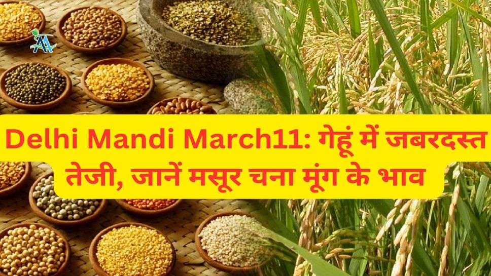 Delhi Mandi March11: गेहूं में जबरदस्त  तेजी, जानें मसूर चना मूंग के भाव