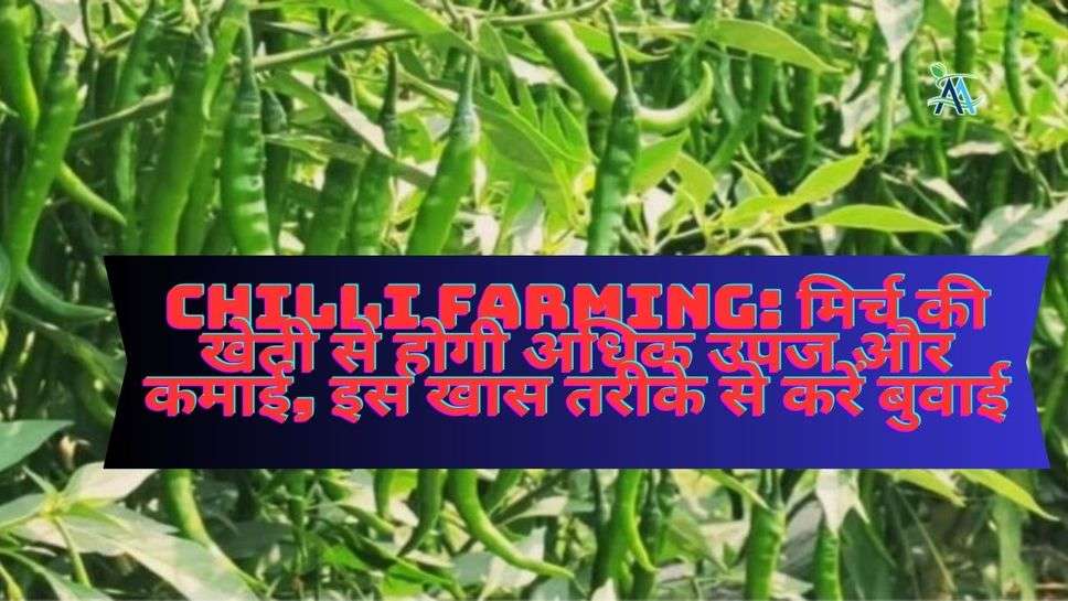 chilli Farming: मिर्च की खेती से होगी अधिक उपज और कमाई, इस खास तरीके से करें बुवाई