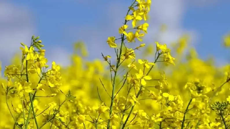 Mustard Farming: सरसों की बंपर पैदावार के लिए करें ये उपाय, किसानों के लिए एडवाइजरी