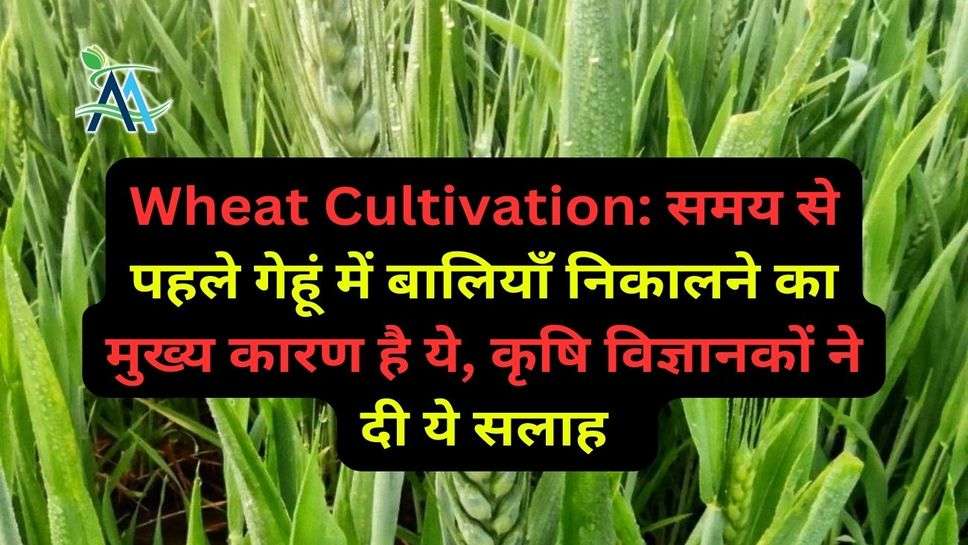 Wheat Cultivation: समय से पहले गेहूं में बालियाँ निकालने का मुख्य कारण है ये, कृषि विज्ञानकों ने दी ये सलाह