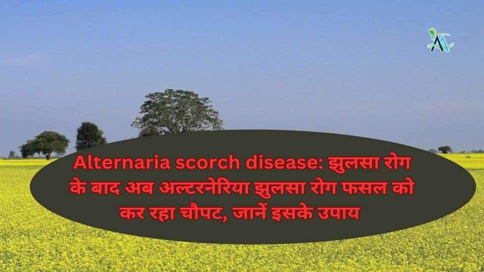 Alternaria scorch disease: झुलसा रोग के बाद अब अल्टरनेरिया झुलसा रोग फसल को कर रहा चौपट, जानें इसके उपाय