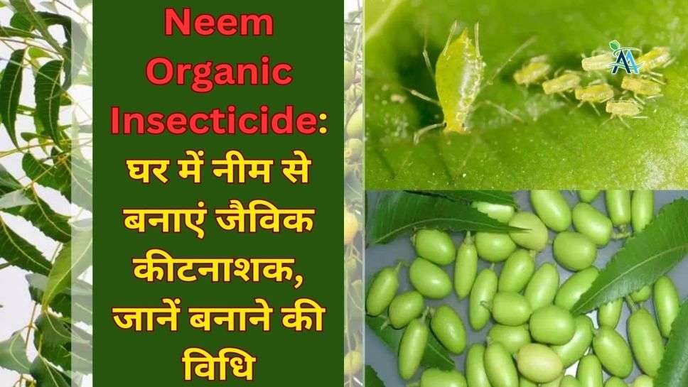 Neem Organic Insecticide: घर में नीम से बनाएं जैविक कीटनाशक, जानें बनाने की विधि