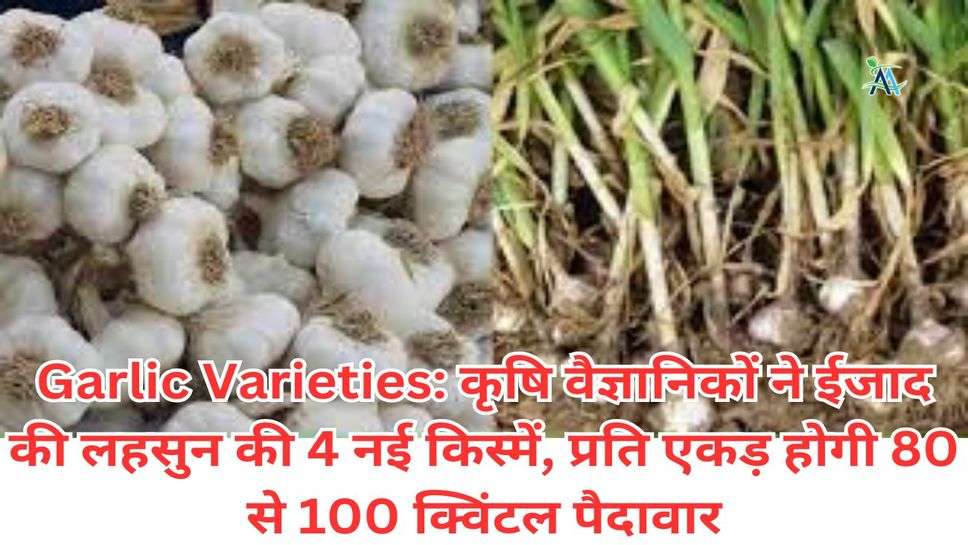 Garlic Varieties: कृषि वैज्ञानिकों ने ईजाद की लहसुन की 4 नई किस्में, प्रति एकड़ होगी 80 से 100 क्विंटल पैदावार