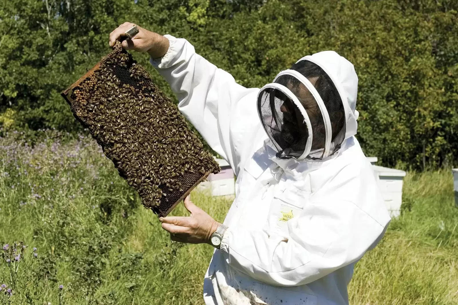 Beekeeping: मधुमक्खी पालन के लिए सरकार दे रही 80% तक सब्सिडी, 15 दिसंबर से शुरू हो चुके आवेदन