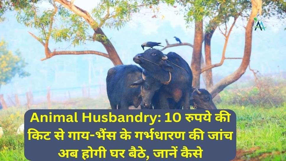 Animal Husbandry: 10 रुपये की किट से गाय-भैंस के गर्भधारण की जांच अब होगी घर बैठे, जानें कैसे