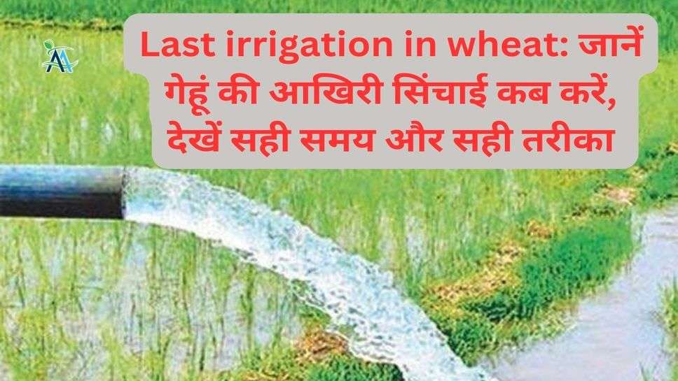 Last irrigation in wheat: जानें गेहूं की आखिरी सिंचाई कब करें, देखें सही समय और सही तरीका