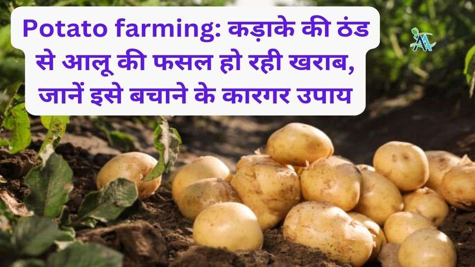 Potato farming: कड़ाके की ठंड से आलू की फसल हो रही खराब, जानें इसे बचाने के कारगर उपाय
