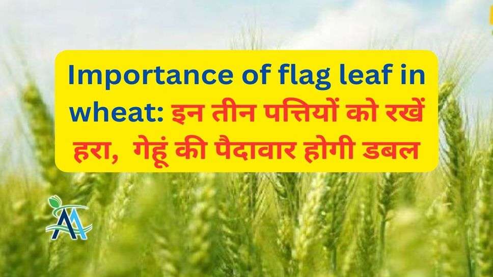 Importance of flag leaf in wheat: इन तीन पत्तियों को रखें हरा,  गेहूं की पैदावार होगी डबल