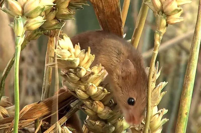 Rats ruin wheat crop: अगर चूहे बर्बाद कर रहे  हैं आपकी फसल, तो इन आसान तरीकों से करें बचाव