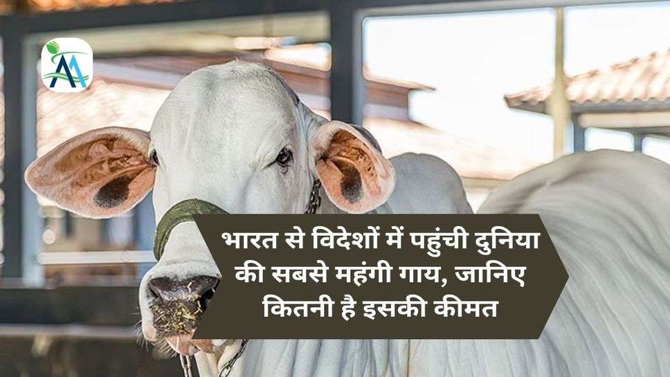 भारत से विदेशों में पहुंची दुनिया की सबसे महंगी गाय, जानिए कितनी है इसकी कीमत