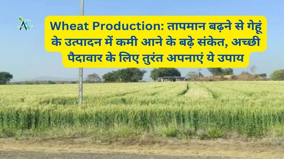 Wheat Production: तापमान बढ़ने से गेहूं के उत्पादन में कमी आने के बढ़े संकेत, अच्छी पैदावार के लिए तुरंत अपनाएं ये उपाय