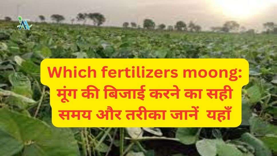 Which fertilizers moong: मूंग की बिजाई करने का सही समय और तरीका जानें  यहाँ