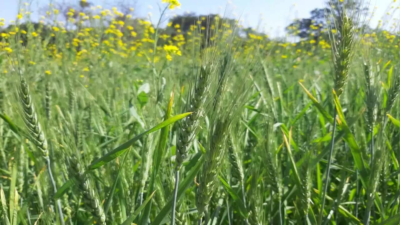 Wheat Crop: फीकी पड़ी शरबती गेहूं की चमक, बारिश ने किसानों के अरमानों पर फेरा पानी