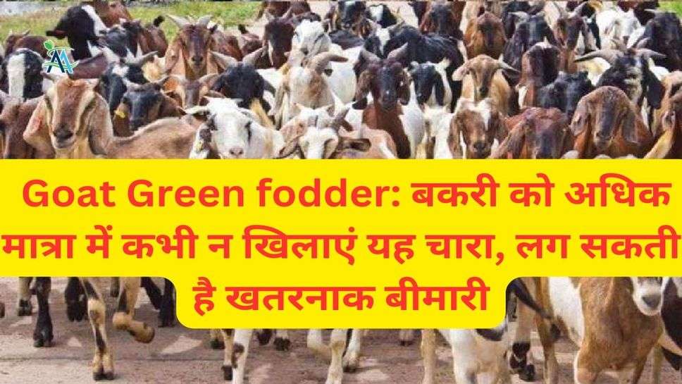 Goat Green fodder: बकरी को अधिक मात्रा में कभी न खिलाएं यह चारा, लग सकती है खतरनाक बीमारी
