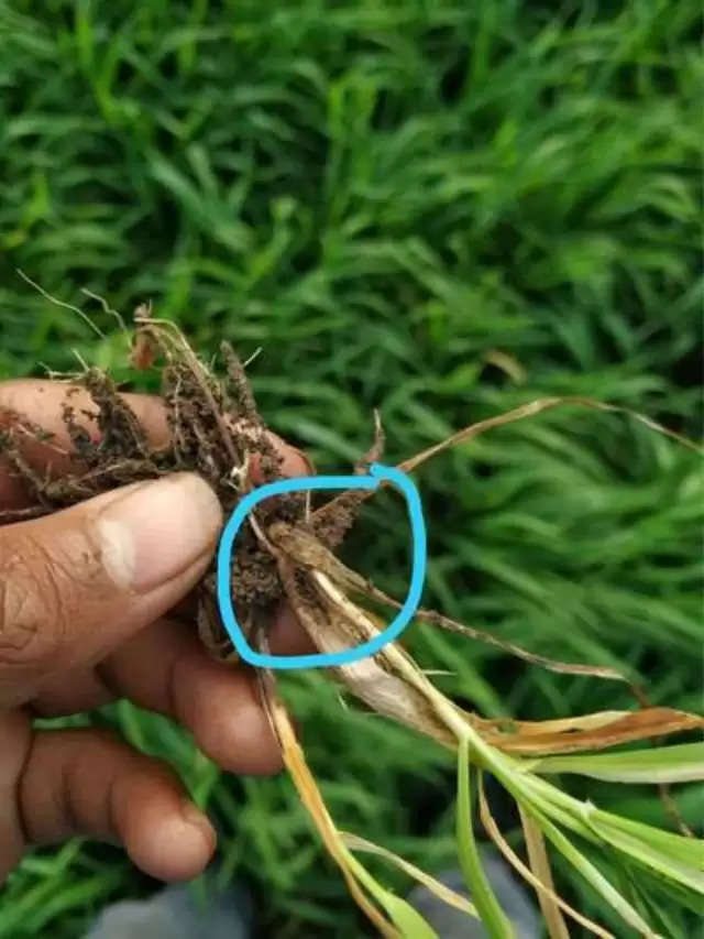 Wheat Crop: अगर गेहूं की फसल को बर्बाद कर रहे  हैं जड़ माहू कीट, तो अपनाएं ये तरीके