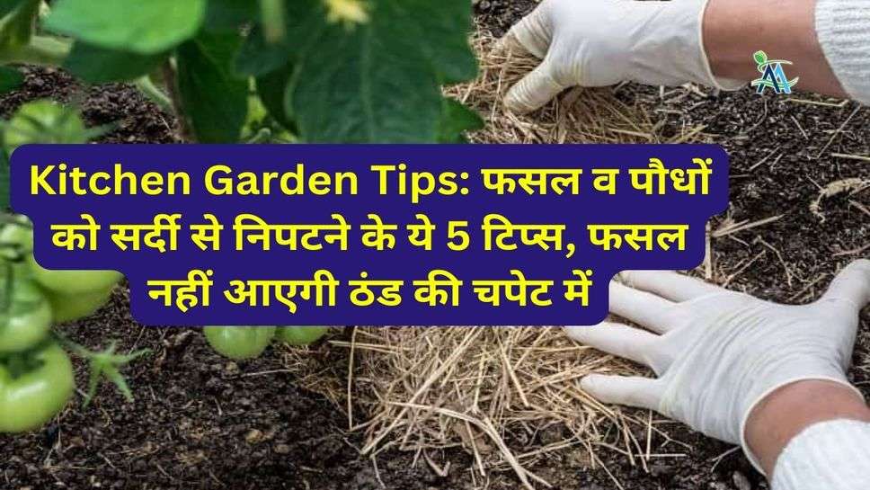 Kitchen Garden Tips: फसल व पौधों को सर्दी से निपटने के ये 5 टिप्स, फसल नहीं आएगी ठंड की चपेट में