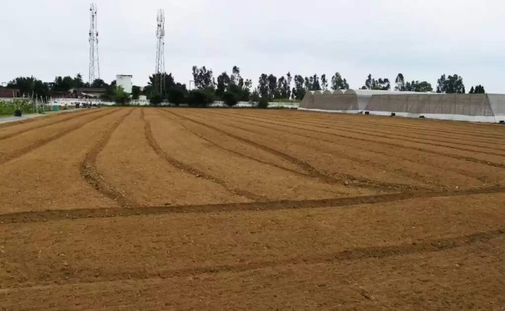 Agricultural Advisory: रबी फसलों की अच्छी पैदावार के लिए कृषि वैज्ञानिकों ने जारी की एडवाइजरी, किसानों को होगा मुनाफा