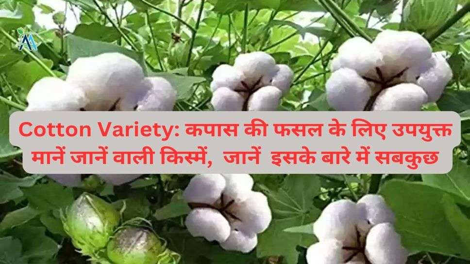 Cotton Variety: कपास की फसल के लिए उपयुक्त मानें जानें वाली किस्में,  जानें  इसके बारे में सबकुछ