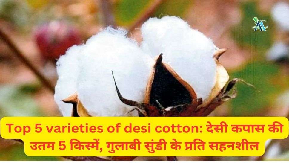 Top 5 varieties of desi cotton: देसी कपास की उतम 5 किस्में, गुलाबी सुंडी के प्रति सहनशील