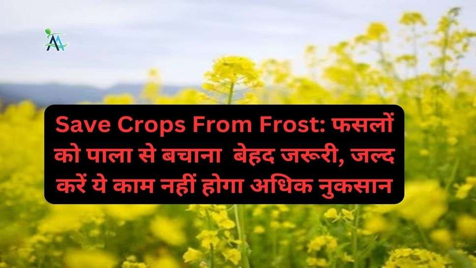Save Crops From Frost: फसलों को पाला से बचाना  बेहद जरूरी, जल्द करें ये काम नहीं होगा अधिक नुकसान