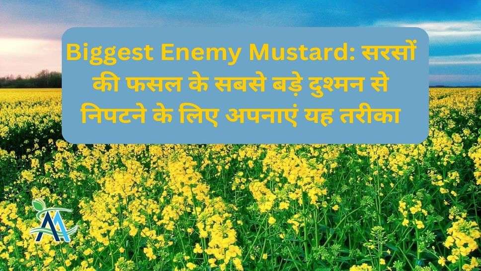 Biggest Enemy Mustard: सरसों की फसल के सबसे बड़े दुश्मन से निपटने के लिए अपनाएं यह तरीका