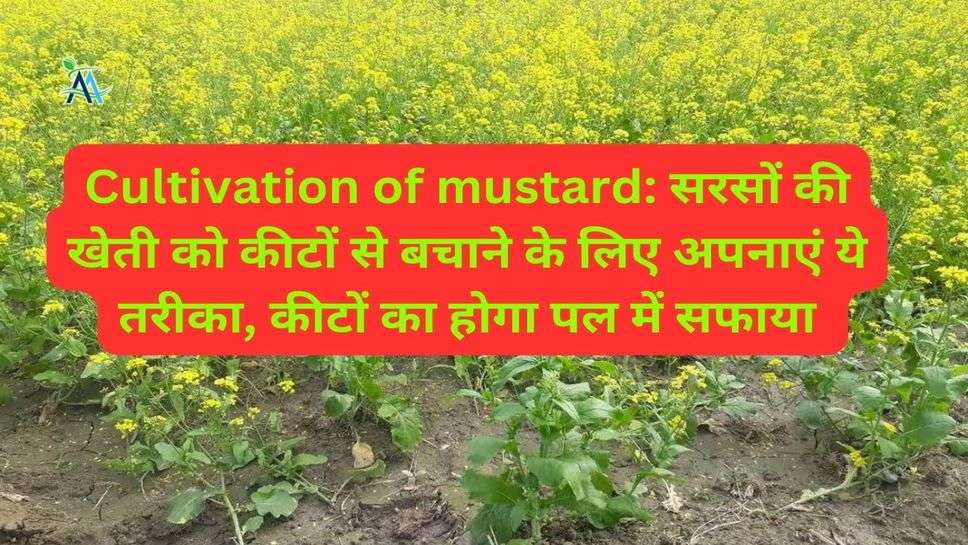 Cultivation of mustard: सरसों की खेती को कीटों से बचाने के लिए अपनाएं ये तरीका, कीटों का होगा पल में सफाया
