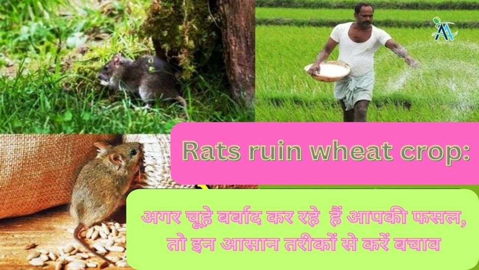 Rats ruin wheat crop: अगर चूहे बर्बाद कर रहे  हैं आपकी फसल, तो इन आसान तरीकों से करें बचाव