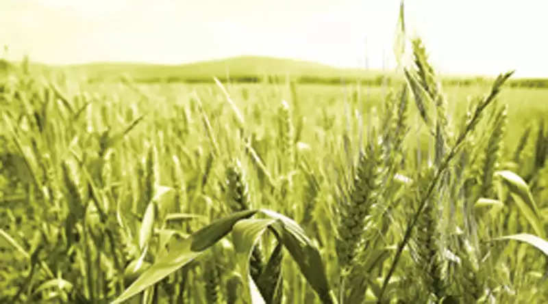 boron deficiency wheat: गेहूं में बोरोन का प्रयोग पैदावार बढ़ाने में है मददगार, जानें कब करें प्रयोग