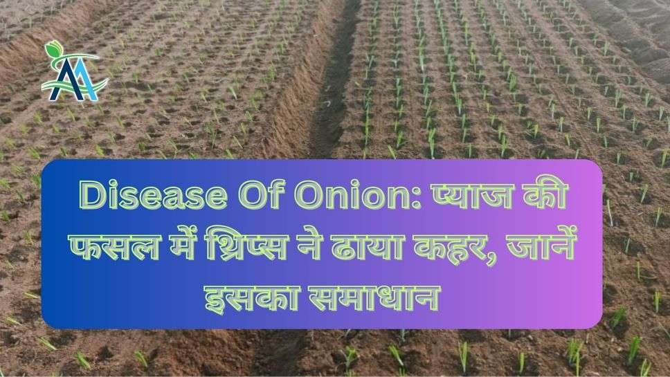 Disease Of Onion: प्याज की फसल में थ्रिप्स ने ढाया कहर, जानें इसका समाधान