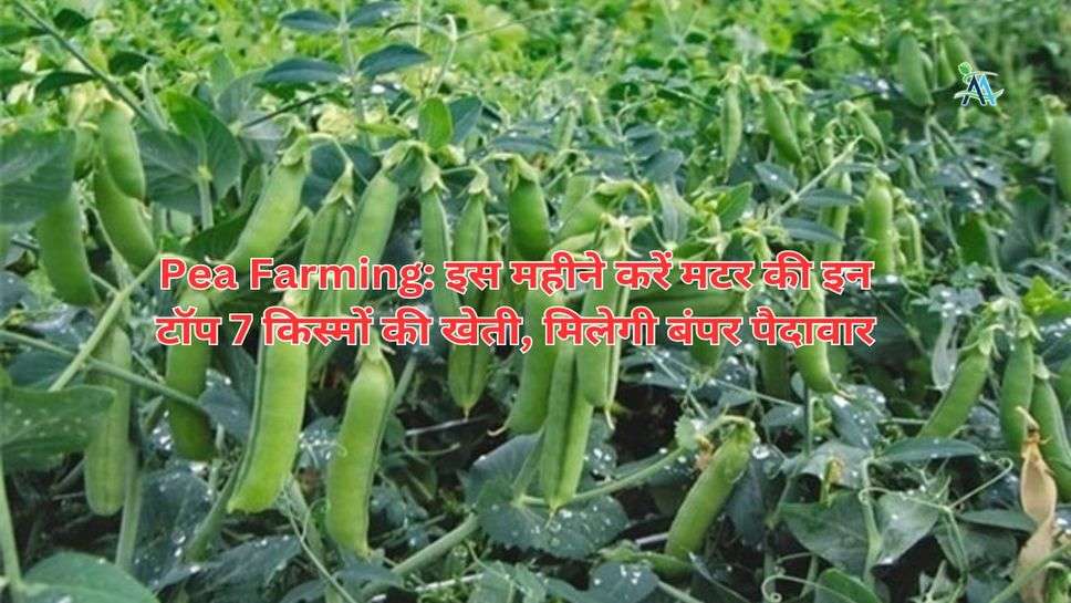 Pea Farming: इस महीने करें मटर की इन टॉप 7 किस्मों की खेती, मिलेगी बंपर पैदावार