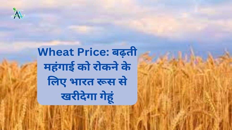 Wheat Price: बढ़ती महंगाई को रोकने के लिए भारत रूस से खरीदेगा गेहूं