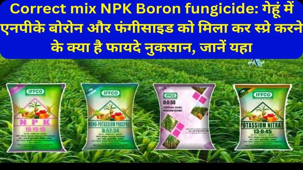 Correct mix NPK Boron fungicide: गेहूं में एनपीके बोरोन और फंगीसाइड को मिला कर स्प्रे करने के क्या है फायदे नुकसान, जानें यहा