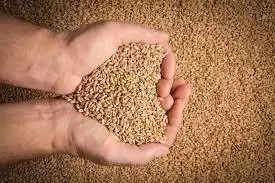 Wheat Price: एमएसपी से डबल पहुंचा गेहूं का भाव, पहली बार हुआ 4000 पार