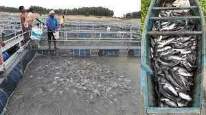 Fish Farming: मछली पालन के लिए मिलेगा लोन और ट्रेनिंग, ऐसे उठाएं लाभ