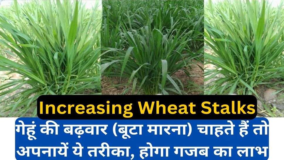 Increasing Wheat Stalks: गेहूं की बढ़वार (बूटा मारना) चाहते हैं तो अपनायें ये तरीका, होगा गजब का लाभ