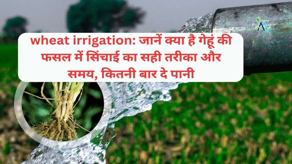 wheat irrigation: जानें क्या है गेहूं की फसल में सिंचाई का सही तरीका और समय, कितनी बार दे पानी