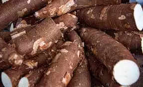 Cultivation of Cassava: लाखों में कमाई करनी है तो करें कसावा की खेती, जानिए इससे आप कितने बिजनेस कर सकते हैं