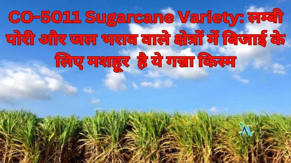 CO-5011 Sugarcane Variety: लम्बी पोरी और जल भराव वाले क्षेत्रों में बिजाई के लिए मशहूर  है ये गन्ना किस्म