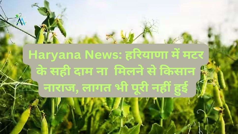 Haryana News: हरियाणा में मटर के सही दाम ना  मिलने से किसान नाराज, लागत भी पूरी नहीं हुई