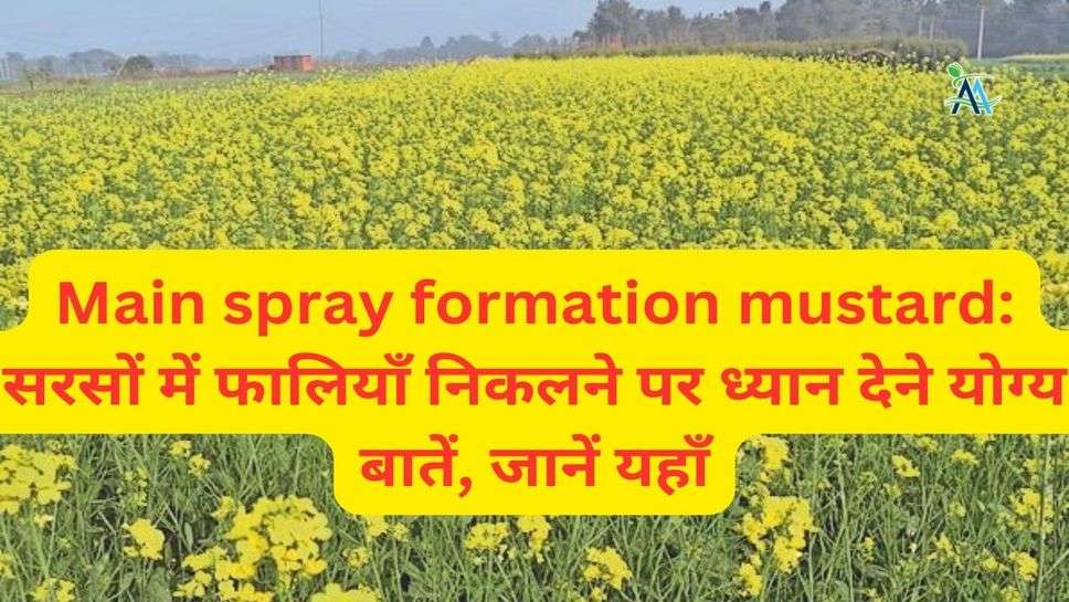 Main spray formation mustard: सरसों में फालियाँ निकलने पर ध्यान देने योग्य बातें, जानें यहाँ