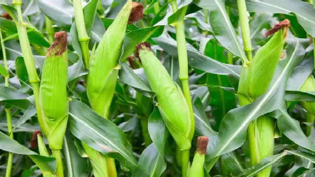 When first fertilizer maize: मक्का में पहली खाद और यूरिया के साथ क्या डालें, जानें यहाँ