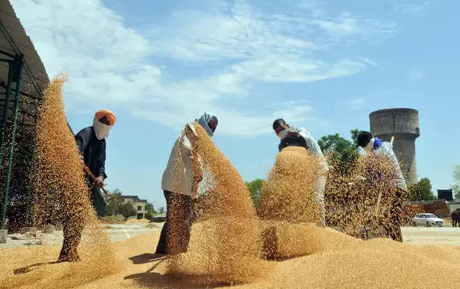 Wheat Mandi Bhav 12 March 2024: गेहूं के भाव में फिर आई 100 रूपये तक की तेजी, जानें ताजा भाव