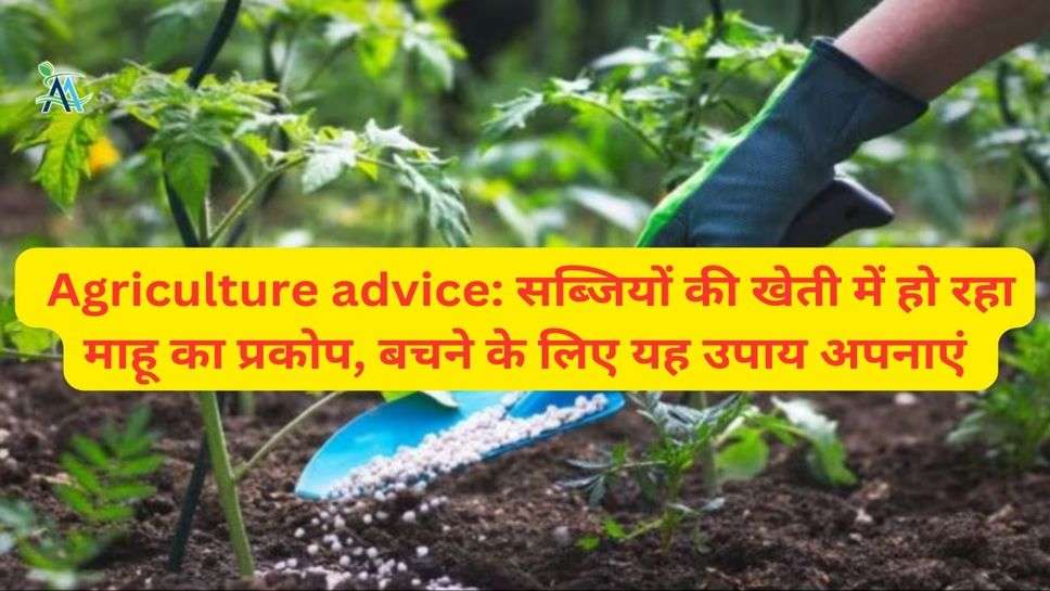 Agriculture advice: सब्जियों की खेती में हो रहा माहू का प्रकोप, बचने के लिए यह उपाय अपनाएं