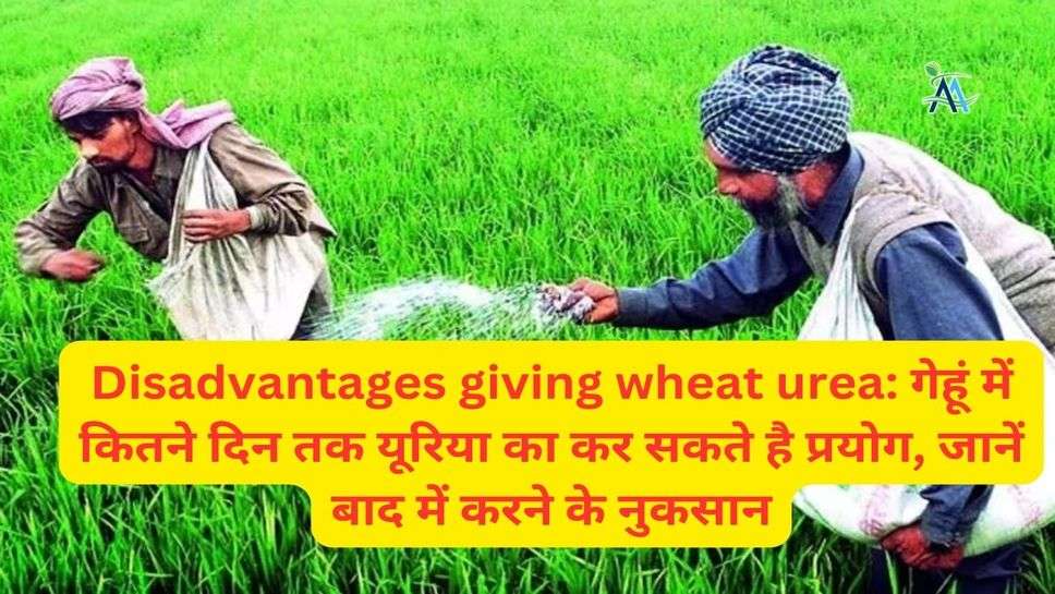 Disadvantages giving wheat urea: गेहूं में कितने दिन तक यूरिया का कर सकते है प्रयोग, जानें बाद में करने के नुकसान
