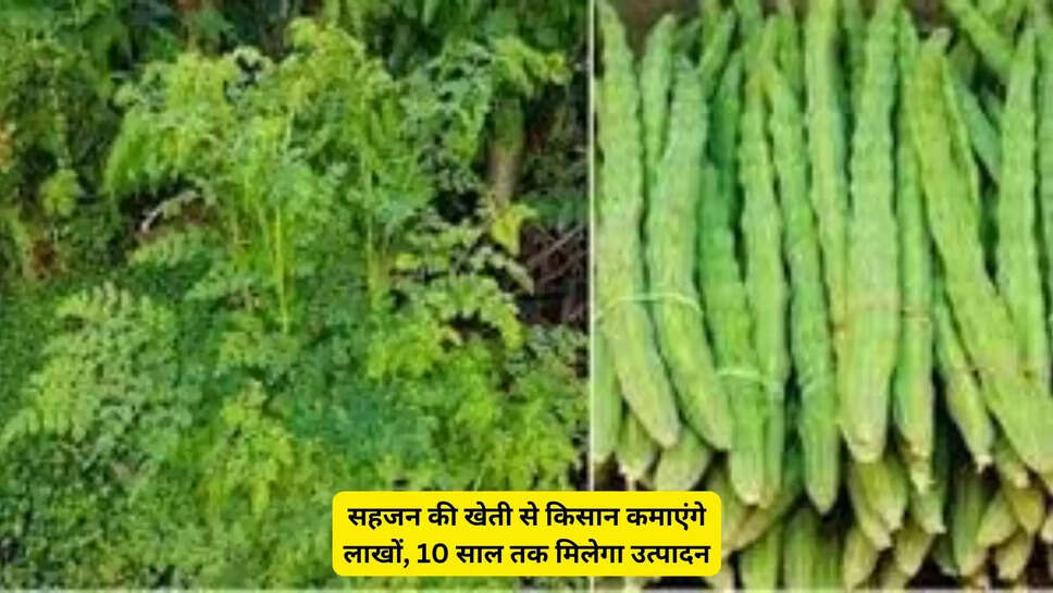 सहजन की खेती से किसान कमाएंगे लाखों, 10 साल तक मिलेगा उत्पादन