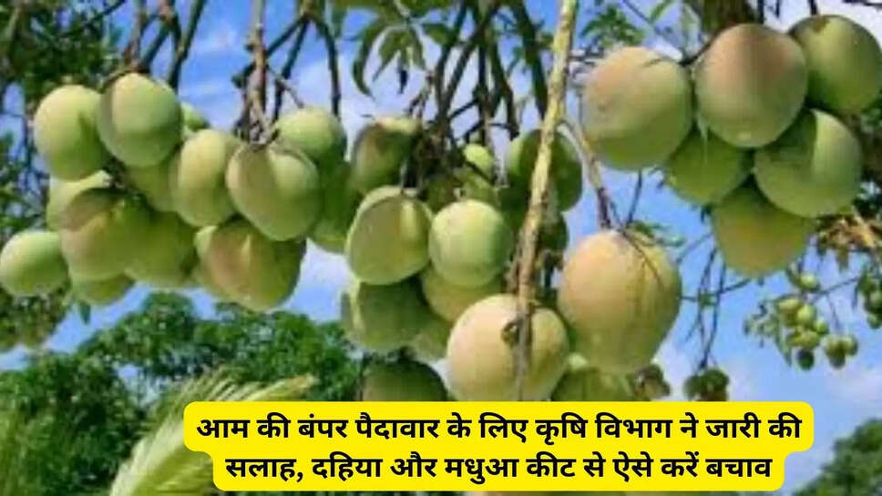 आम की बंपर पैदावार के लिए कृषि विभाग ने जारी की सलाह, दहिया और मधुआ कीट से ऐसे करें बचाव