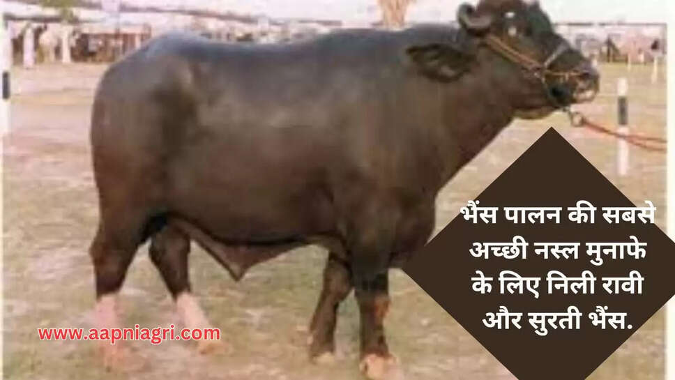 भैंस पालन की सबसे अच्छी नस्ल मुनाफे के लिए निली रावी और सुरती भैंस.