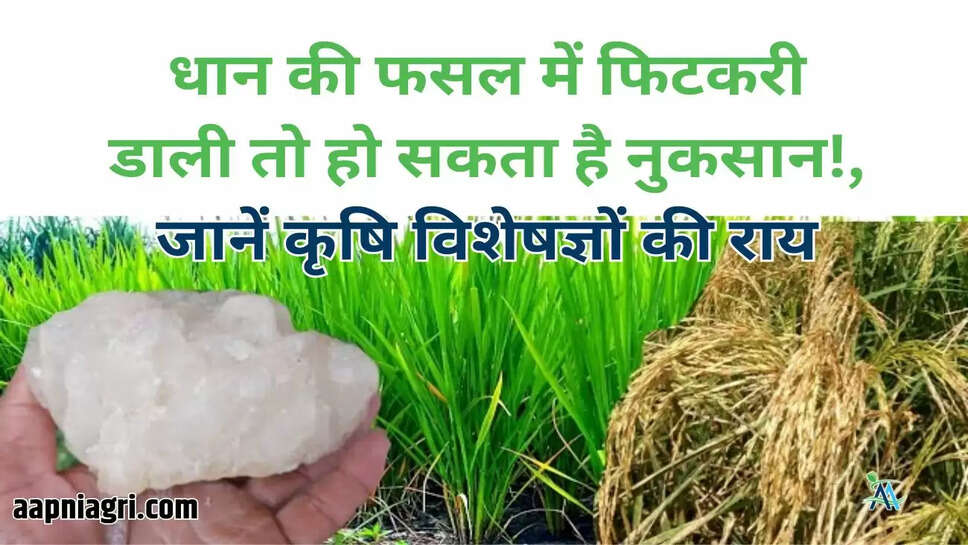धान की फसल में फिटकरी डाली तो हो सकता है नुकसान!, जानें कृषि विशेषज्ञों की राय