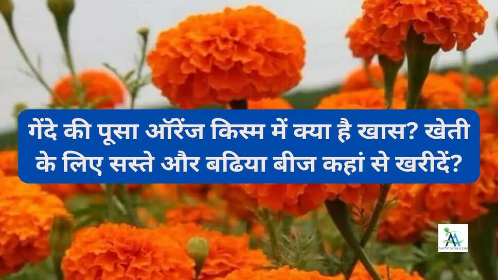गेंदे की पूसा ऑरेंज किस्म में क्या है खास? खेती के लिए सस्ते और बढिया बीज कहां से खरीदें?